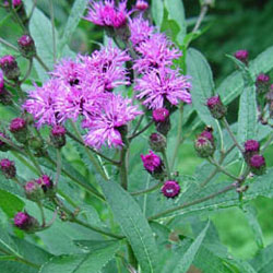 Ironweed